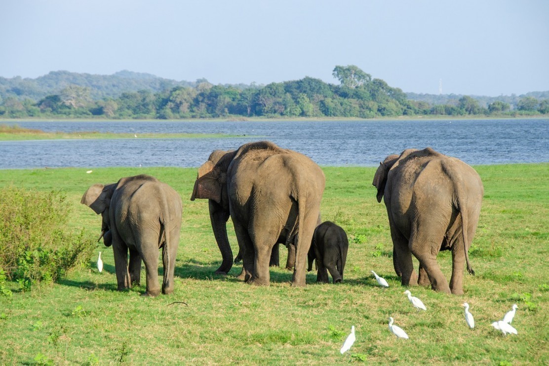jeep safari Sri Lanka tour