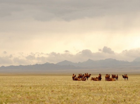 deserto Mongolia