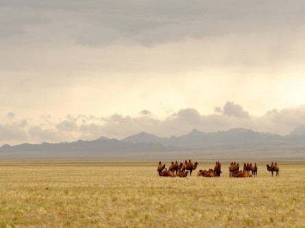 TRANSIBERIANA MONGOLIA