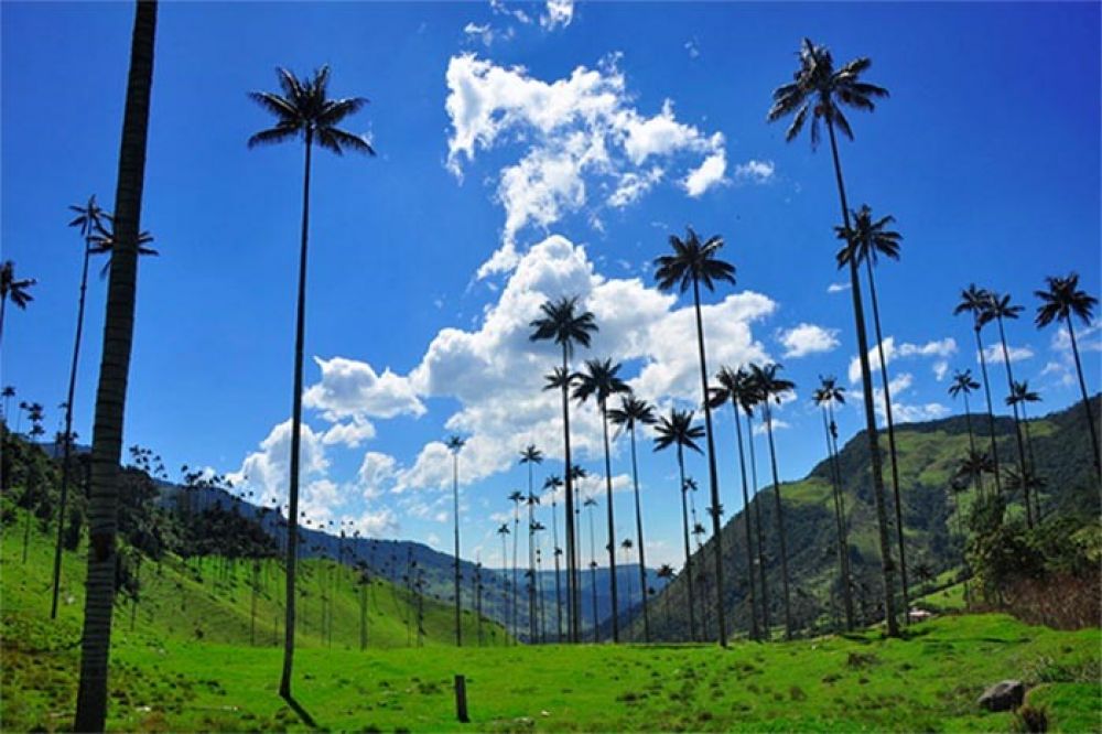 Viaggio in Colombia alla scoperta delle piantagioni di caffè