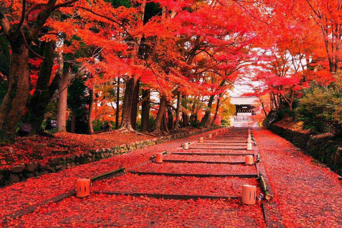 Viaggio di gruppo organizzato in Giappone per ammirare i colori dell'autunno