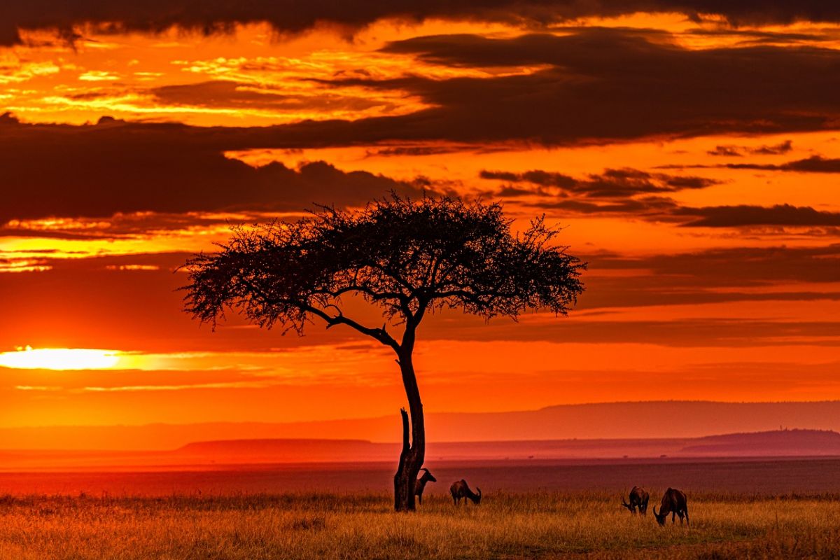 Viaggio organizzato in Kenya con safari a Tsavo e soggiorno mare a Watamu
