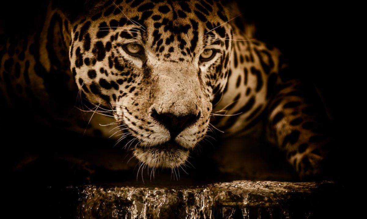Viaggio organizzato in brasile alla ricerca del giaguaro nel Pantanal