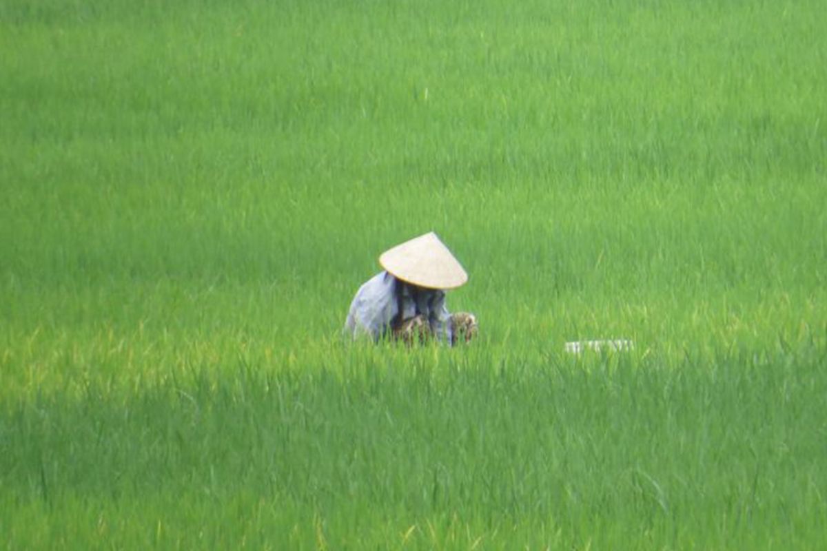 Viaggio organizzato il meglio del Vietnam classico