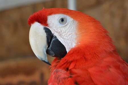  Viaggio organizzato nell&#039;Amazzonia brasiliana