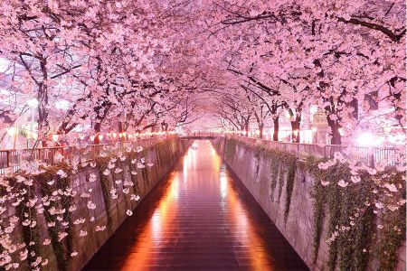Viaggio di gruppo per il Giappone in fiore