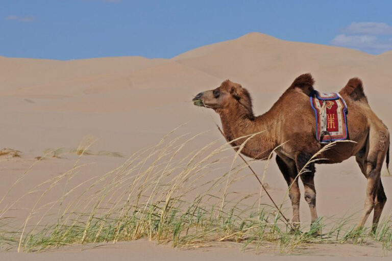 mongolia