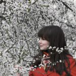 Giappone Hanami