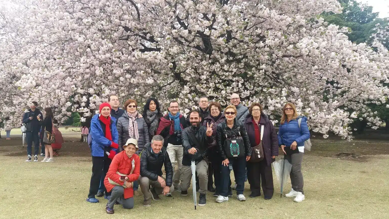 viaggio di gruppo organizzato in Giappone hanami