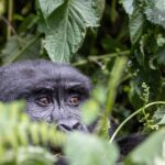 Tour di gruppo Uganda: gorilla trekking e safari