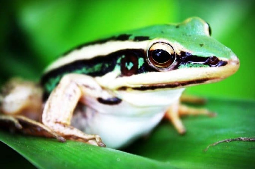 Tour Panama Discovery