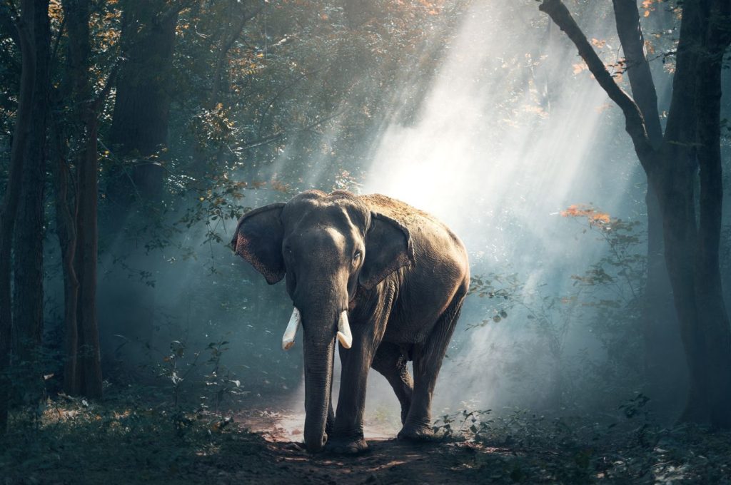 Tour di gruppo Thailandia Wildlife