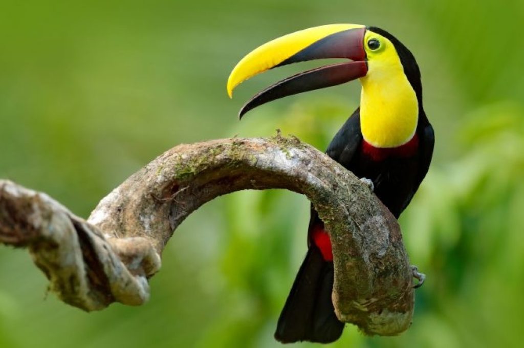 caraibi tour