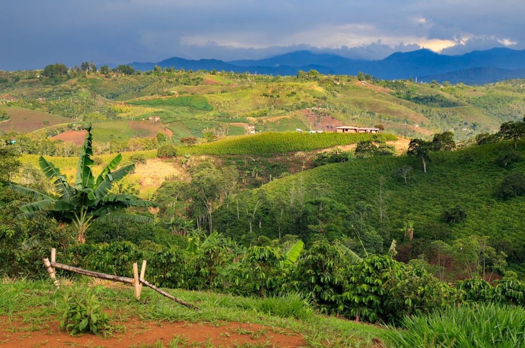colombia caffè