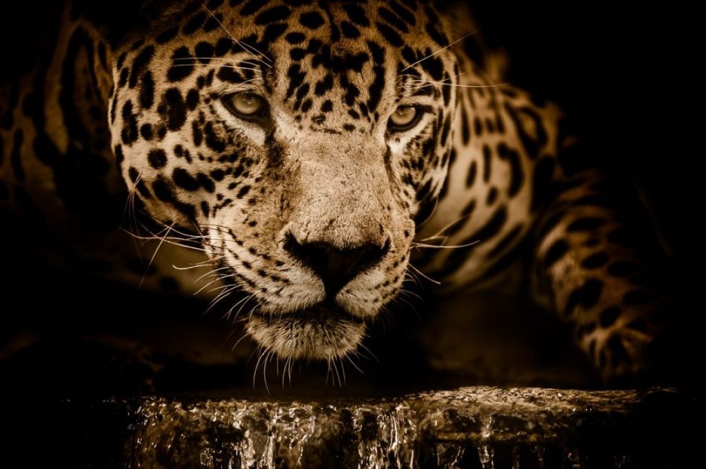 pantanal